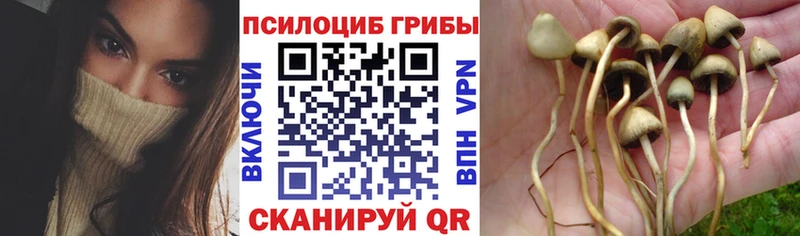 Псилоцибиновые грибы мицелий  купить наркотики сайты  Яблоновский 